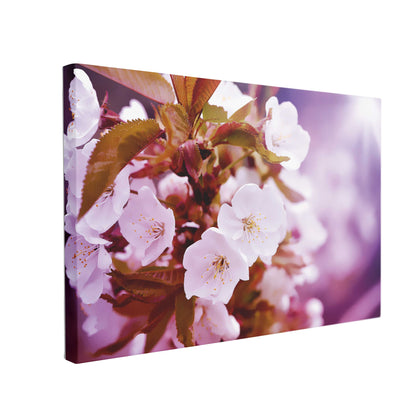 Tablou Canvas Cherry Blossoms - canvasgift.ro