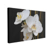 Tablou Canvas Orhidee Albă