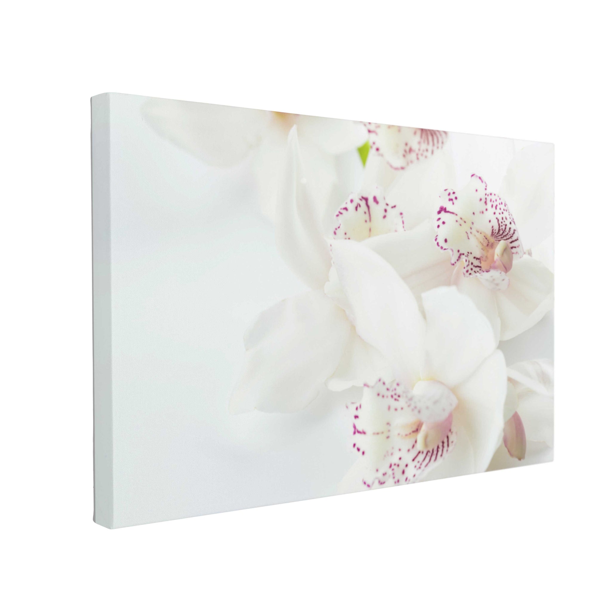 Tablou Canvas White Orchids With Purple